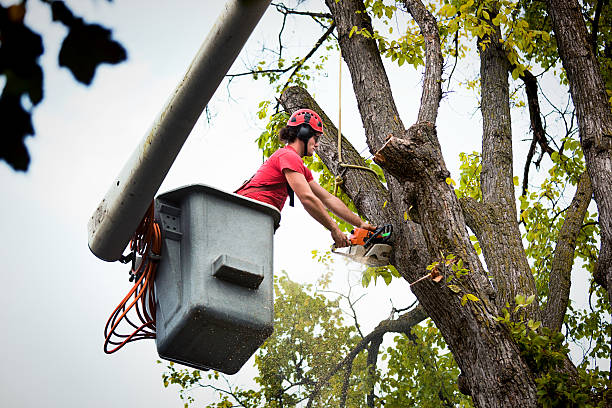 Best Tree Maintenance Programs  in Gastonville, PA